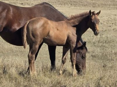 Foreigner Topsail JW <BR> AQHA 6500788